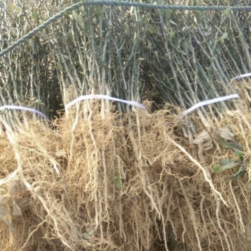 枳壳苗，30公分以上高度，0.5公分粗度，根系发达。