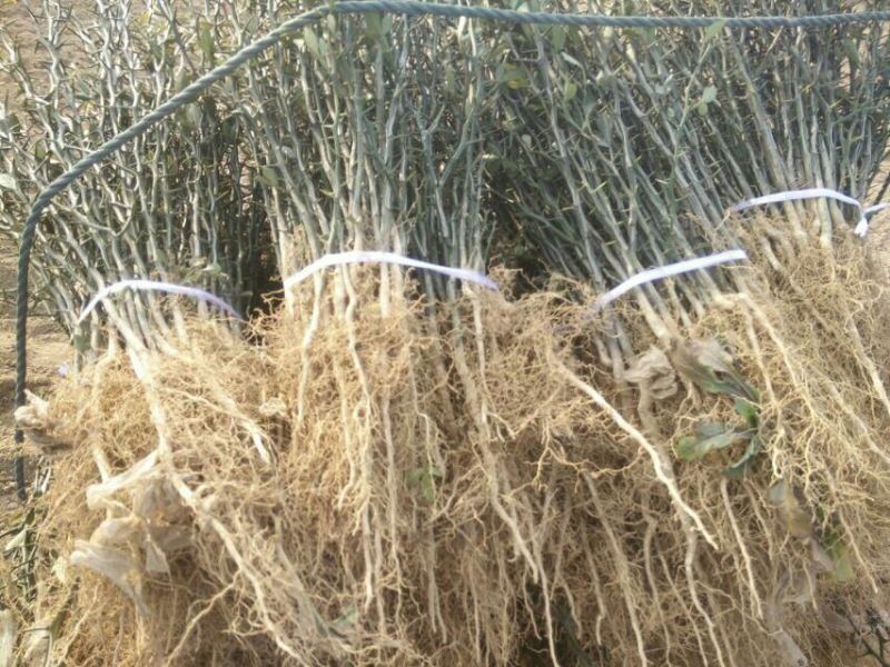 枳壳苗，30公分以上高度，0.5公分粗度，根系发达。