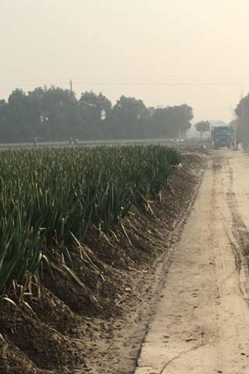 杭州萧山区千亩优质铁杆大葱，量大价优，产地直发，欢迎咨询