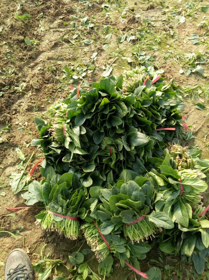 黑叶菠菜15~20厘米