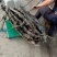 藕带种藕带专用种武植二号