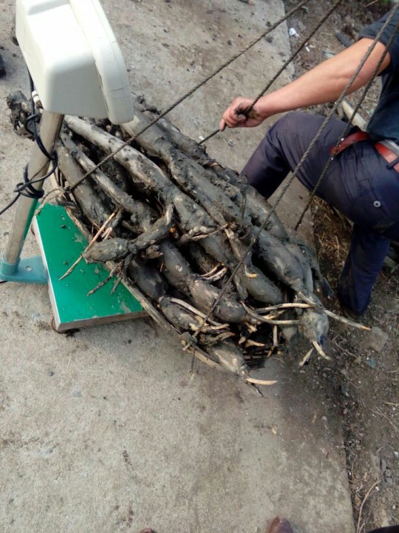 藕带种藕带专用种武植二号