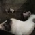 巴马香猪仔猪