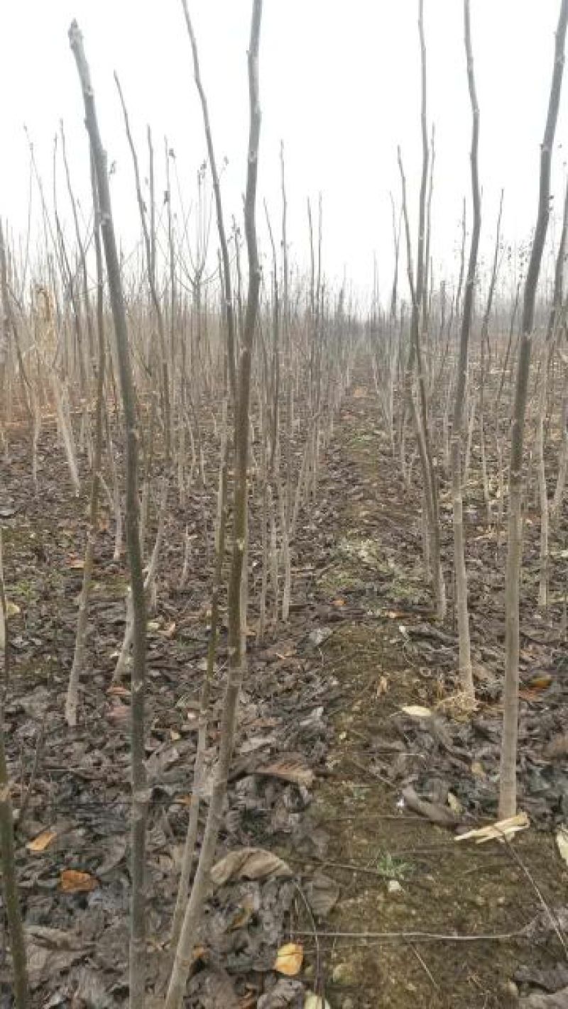 泰安本地核桃苗二年苗50~100cm