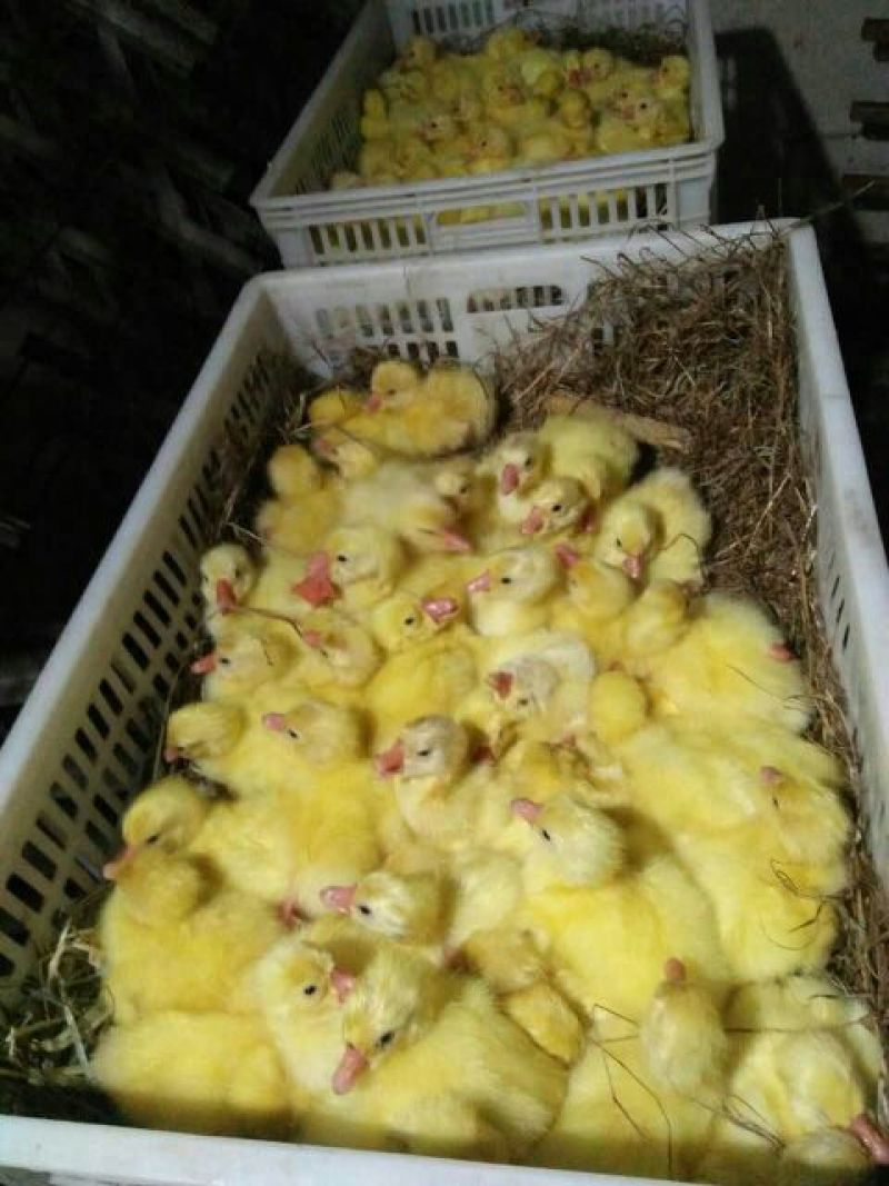 三花鹅苗250g以上