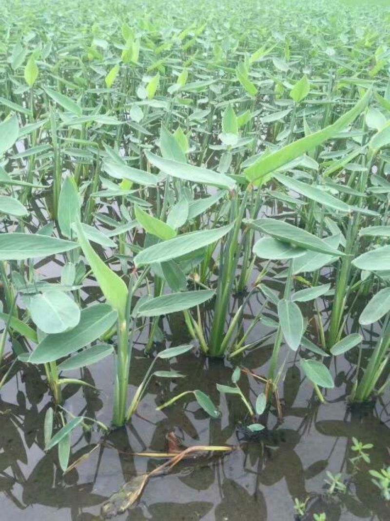睡莲盆栽睡莲品种睡莲香水睡莲睡莲供应睡莲基地