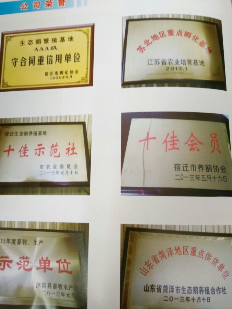 皖西白鹅苗250g以上