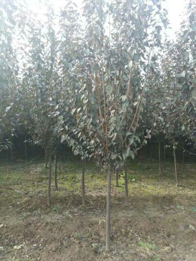 大量出售，红叶李，太阳李