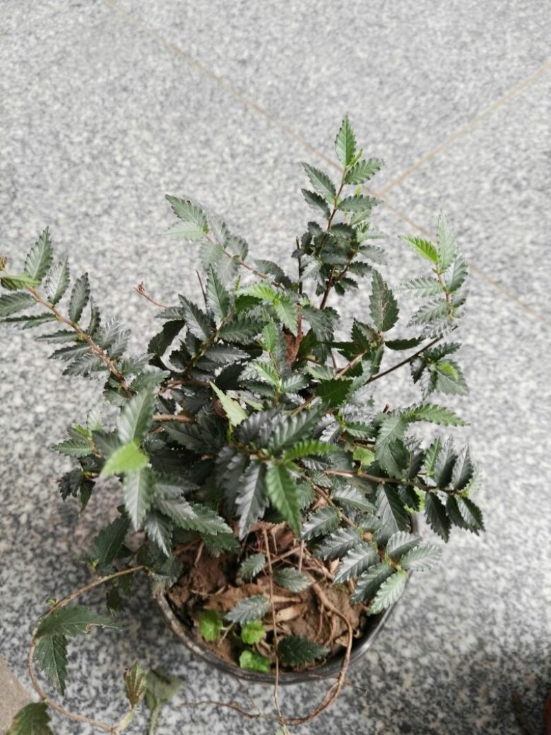 榔榆2~4cm4cm以下0.5m以下