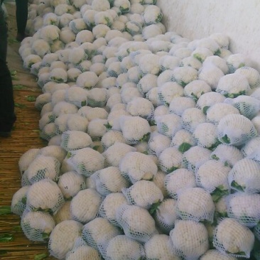 菜花1斤紧密乳白