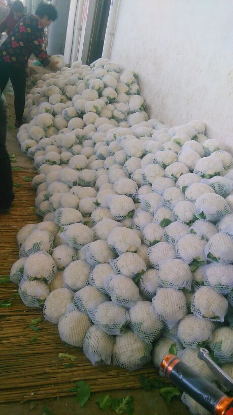 菜花1斤紧密乳白