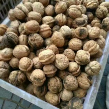 山核桃去皮干