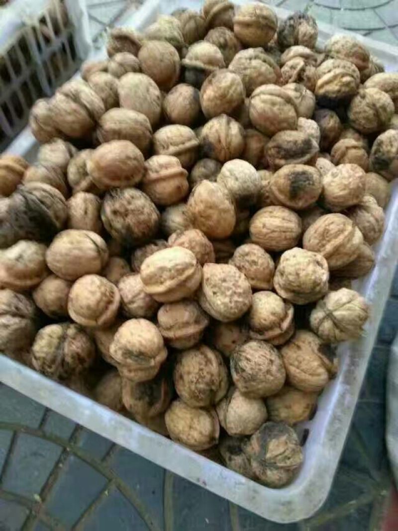 山核桃去皮干