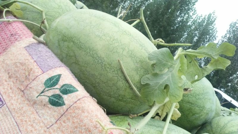 龙卷风西瓜10斤打底9成熟1茬