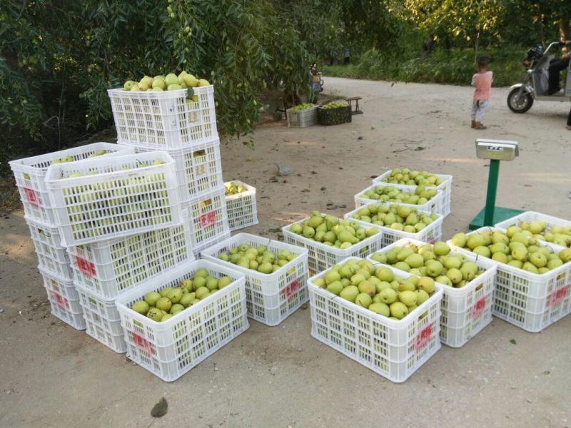 圆黄梨150~200g纸箱