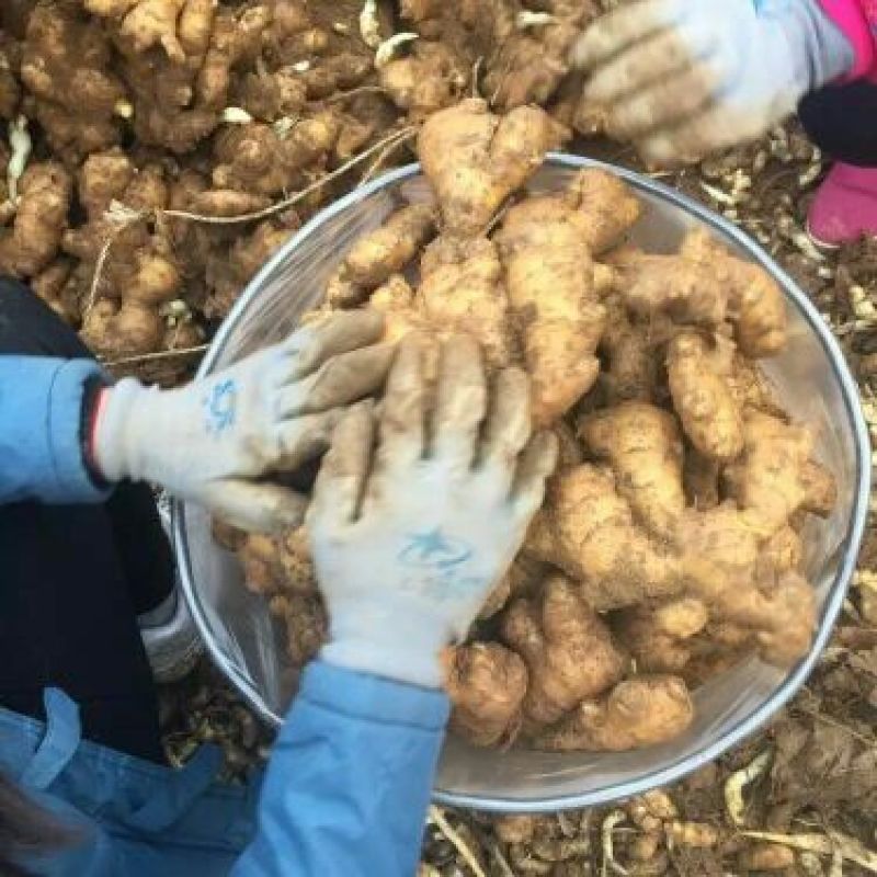 生姜