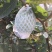 台湾番石榴白芭乐红芭乐