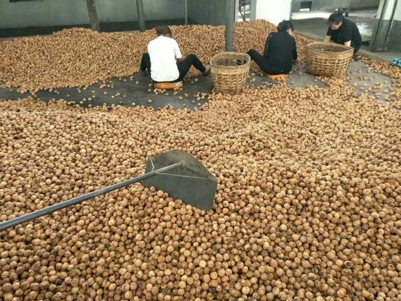纸皮核桃30mm以上去皮干