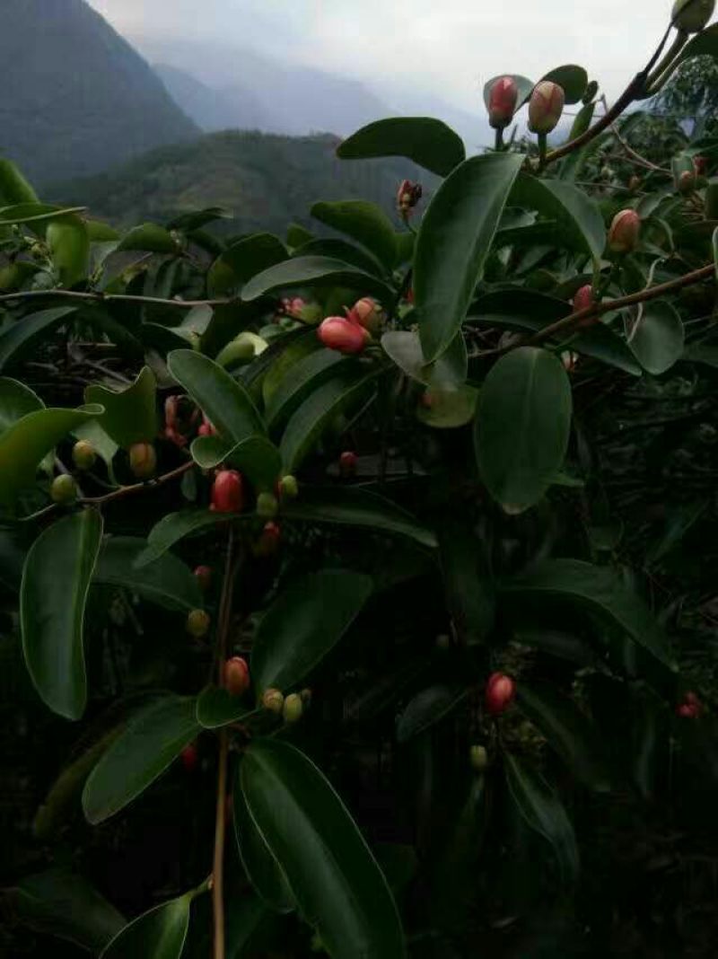 布福娜600~650g