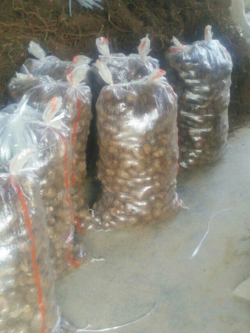 沂蒙奶油毛芋头3厘米以上，新鲜出炉，量大从优