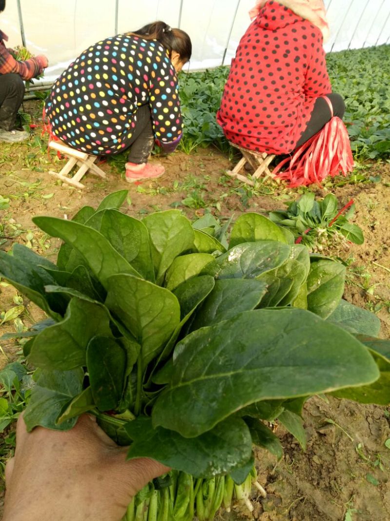 黑叶菠菜15~20厘米