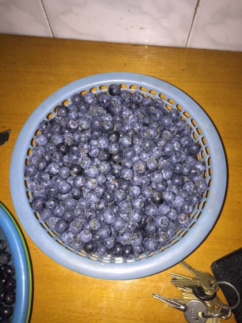 南高丛蓝莓