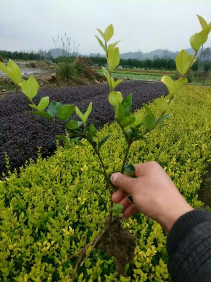 金森女贞4cm以下