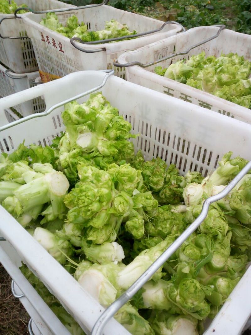 儿菜5两以上