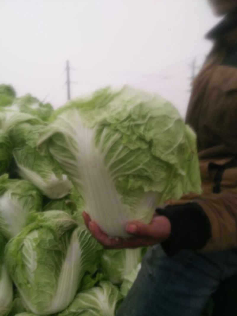 秦杂二号白菜4~6斤，色泽绿，口感好，现己大量上市