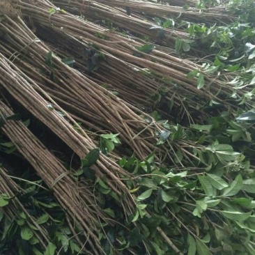 桂花苗120cm以上，地经1-3公分大量有货