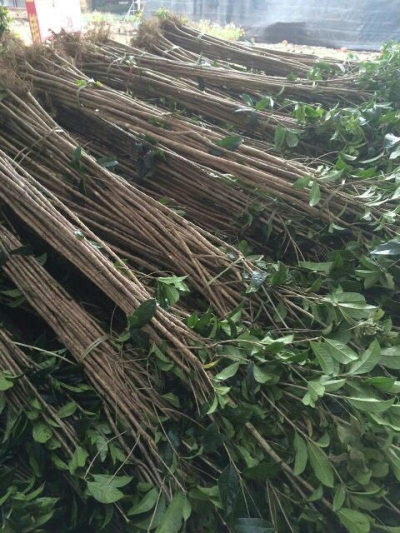 桂花苗120cm以上，地经1-3公分大量有货