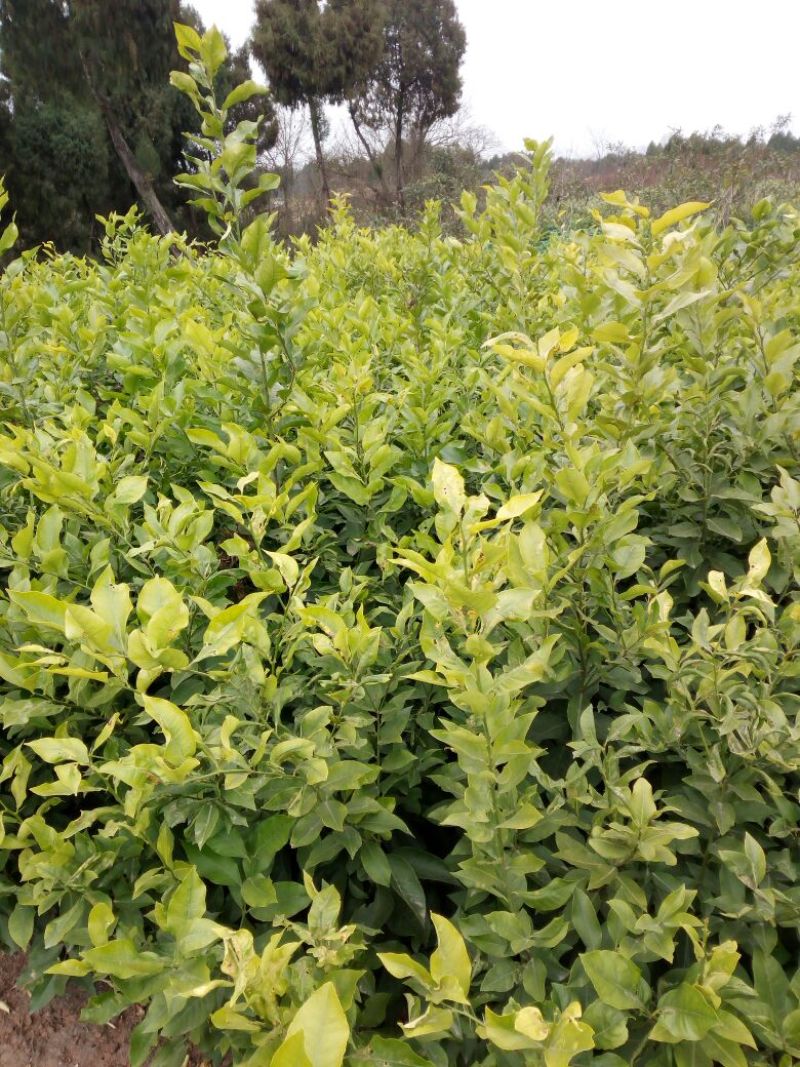安岳柠檬苗30~50cm