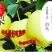 鸭梨550~600g纸加膜