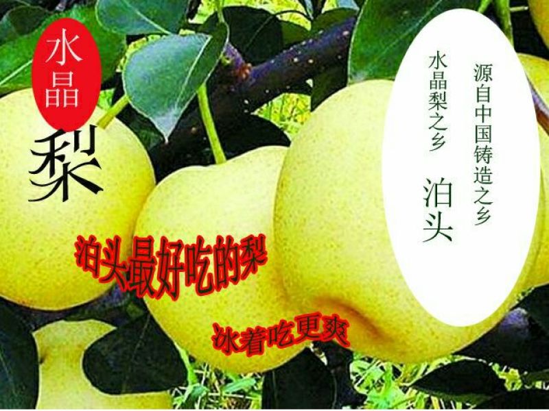 鸭梨550~600g纸加膜