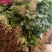 大叶菠菜20~25厘米