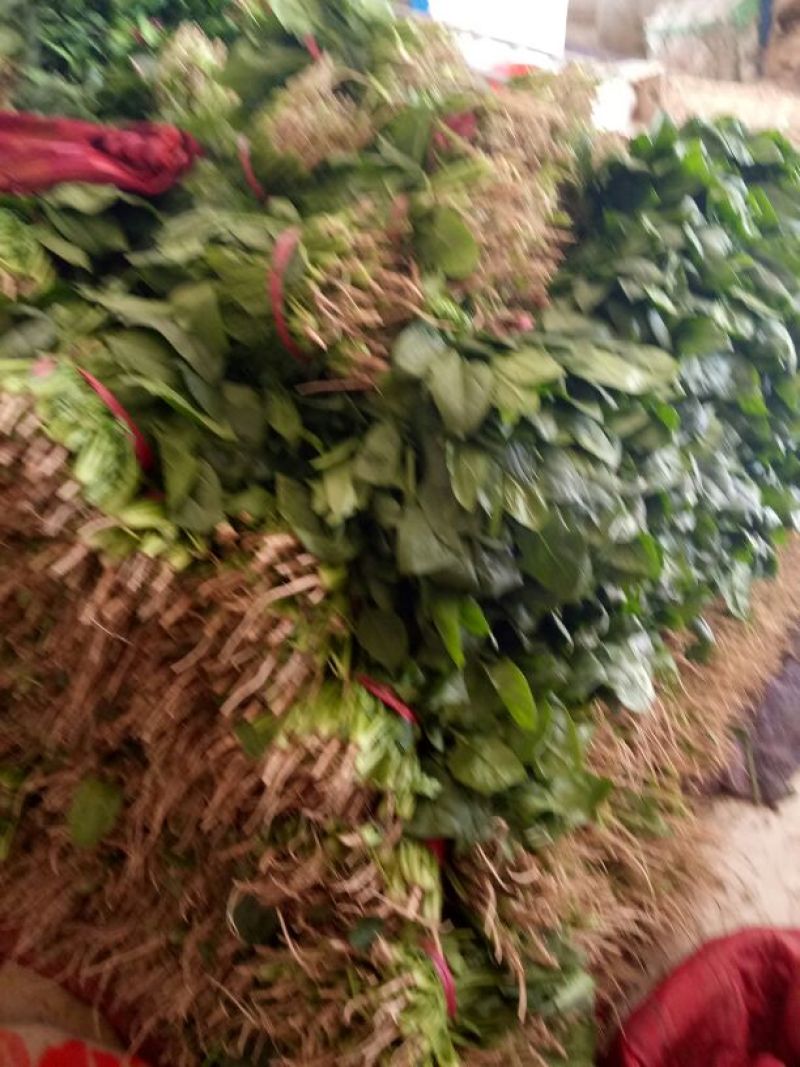 大叶菠菜20~25厘米