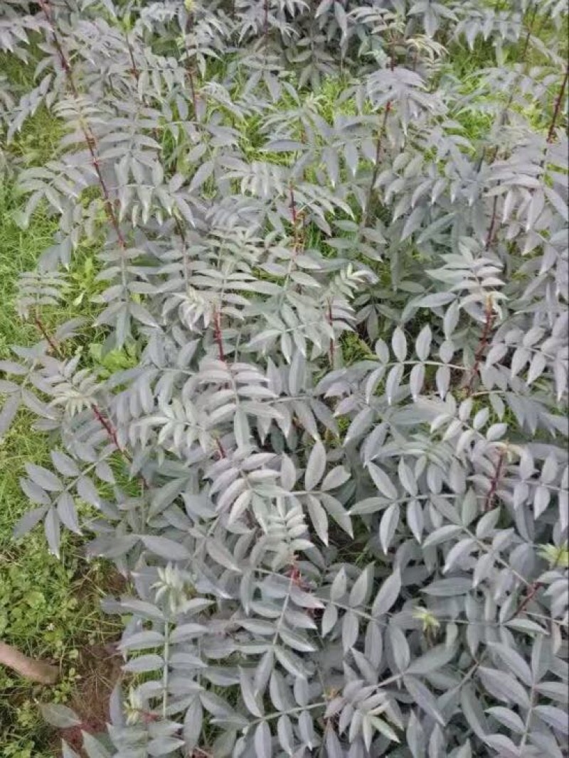 花椒苗