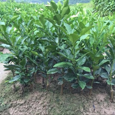 红心蜜柚苗