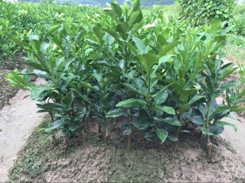 红心蜜柚苗