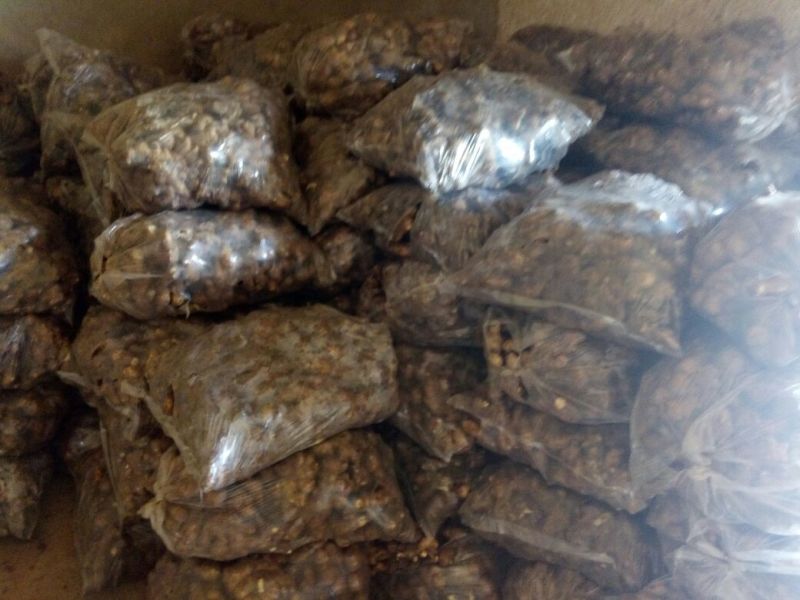 生姜5两以上带土