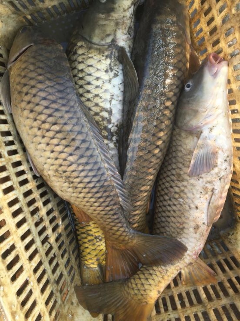 鲤鱼