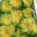 苦菊15~20cm