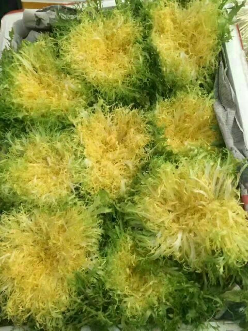 苦菊15~20cm