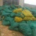黄花菜种苗高产品种现挖现发