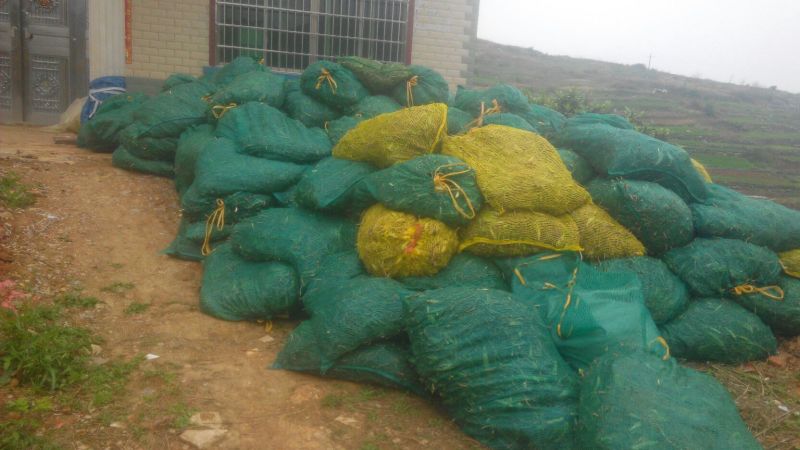 黄花菜种苗高产品种现挖现发