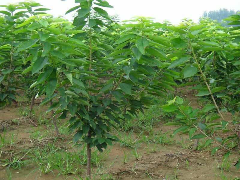 吉塞拉矮化美早樱桃苗2年苗