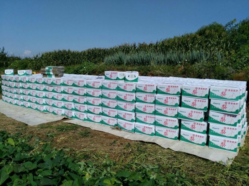 砀山梨300g-400g纸箱