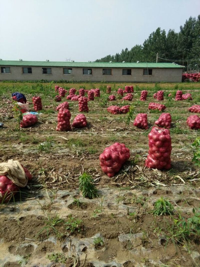 紫皮洋葱、二红洋葱大量上市，欢迎采购，全国代发，保证质量