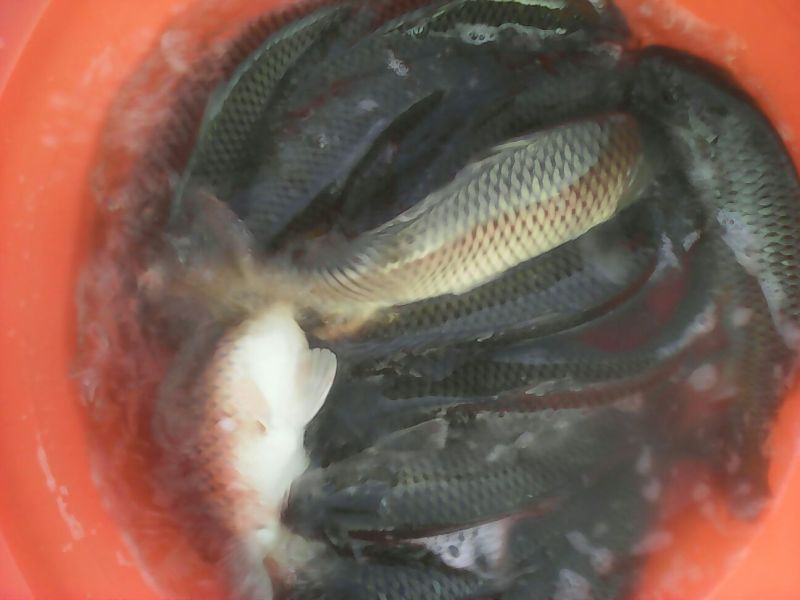 池鲤鱼食用1~2公斤