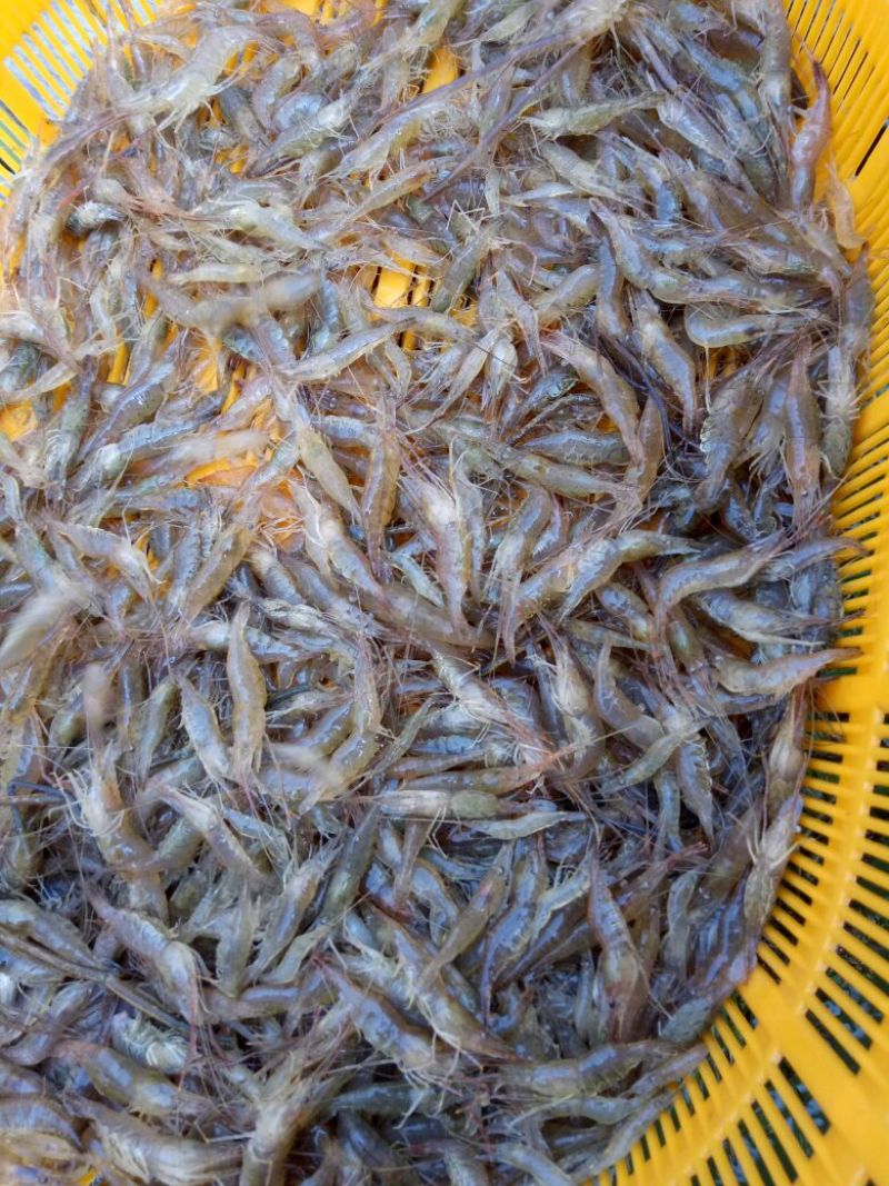 河虾活虾26~30只/kg
